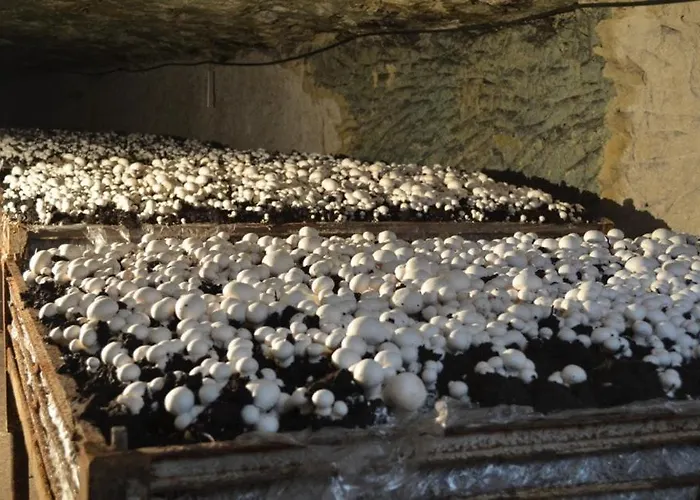 Ferienhaus Maison Renovee En Tuffeau